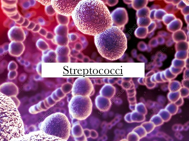 Notes on Streptococci: (Biology, medicine, public health)