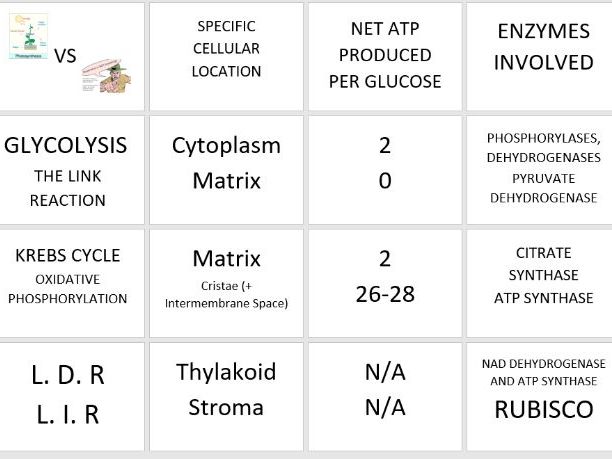 Photosynthesis vs Respiration Tiles