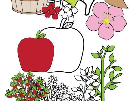 Parts of an Apple Tree Clipart