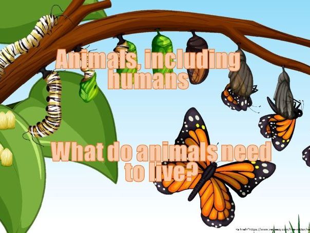WHAT DO ANIMALS NEED TO LIVE (Animals including Humans Primary Science)