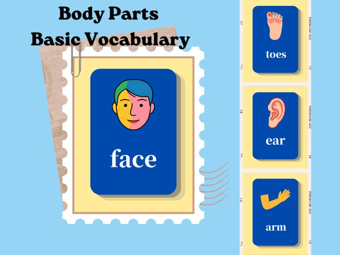 16 Body Parts Flashcards | Preschool Kids Basic ESL Vocabulary Cards