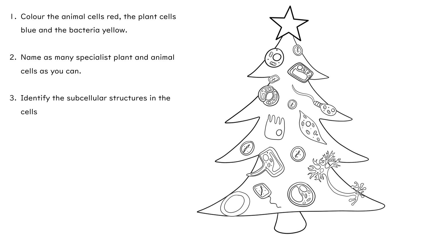 Christmas Biology Revision KS3 Year 7 Teaching Resources