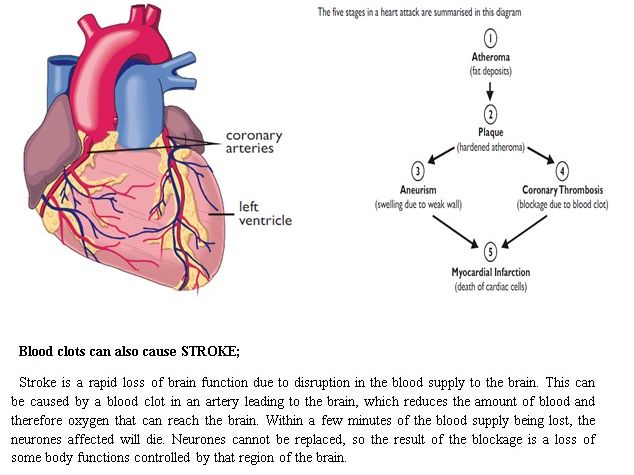 Edexcel Biology Topic 1B Revision