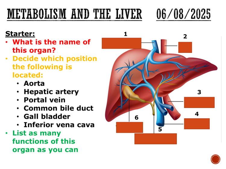 Metabolism and the liver - complete lesson (GCSE 1-9)