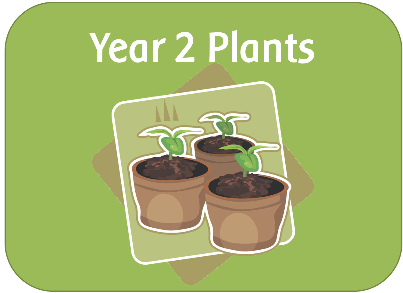 Year 2 Science - Plants topic - powerpoints, planning, worksheets & display pack