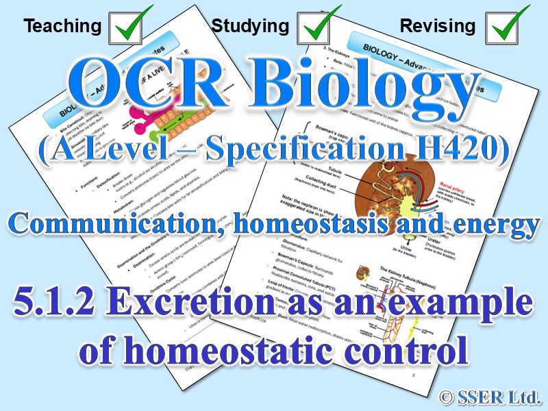 BIOA_OCR Topic Notes: 5.1.2 Excretion as an example of homeostatic control