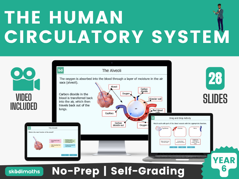 The Human Circulatory System Year 6 | Interactive Science Lesson & Self-Marking Activities