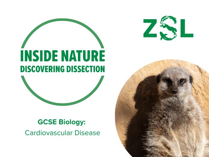 GCSE Cardiovascular Disease