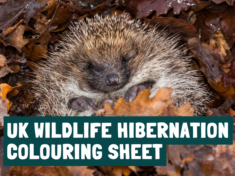 UK Wildlife Hibernation Colouring Sheet – CleanupUK