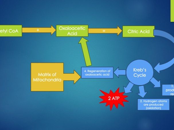 NCFE Level 3 Sport and Physical Activity - Anatomy & Physiology - Energy Systems (LO5)