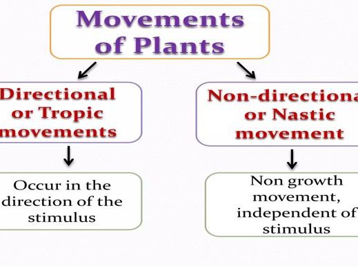 A2 CORDINATION IN PLANTS [Biology 9700 Paper4]