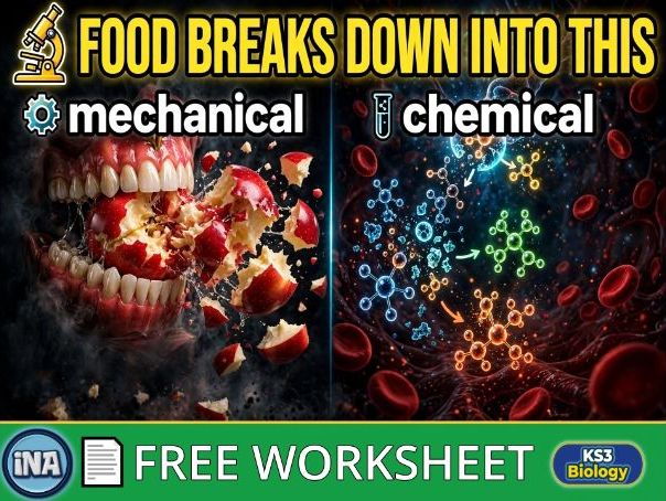 Mechanical and Chemical Digestion - FREE KS3 Biology Worksheet