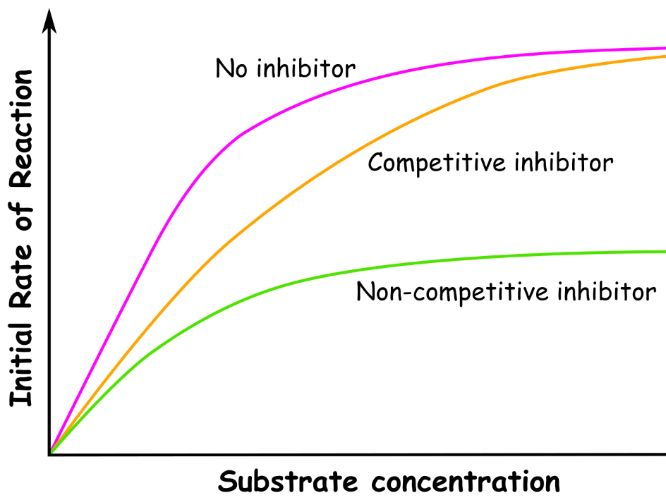 Analogy: Effect of Non-Competitive and Competitive Inhibitors on the Rate of Reaction