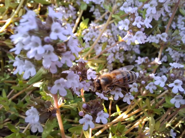 Biology Investigation Bug Safari Data Collection, Bar Chart, Mean, Mode, Median