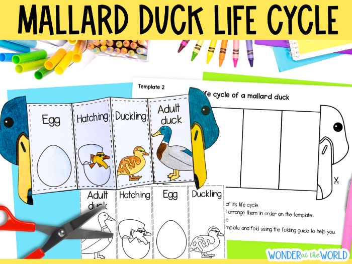 Life cycle of a duck sequence and fold activity KS1 science cut and paste