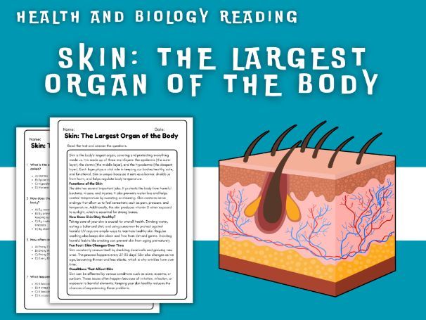 Skin - The Largest Organ of the Body - Health Reading Worksheet ...