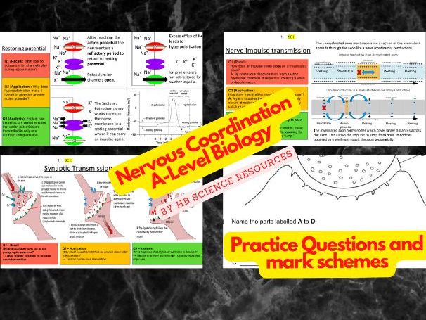 Nervous Coordination A level Biology
