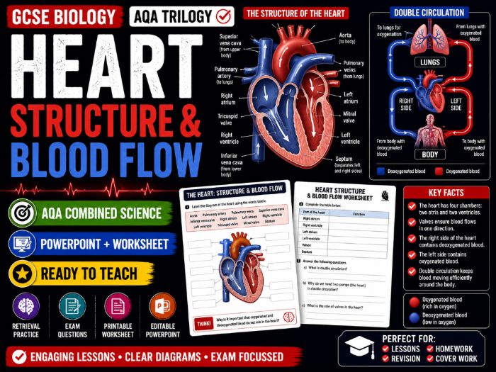 Heart Structure & Blood Flow| GCSE Biology | AQA Combined Science Trilogy | PowerPoint + Worksheet
