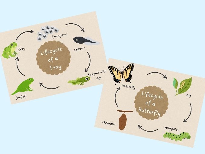 Lifecycle of a Butterfly and Frog