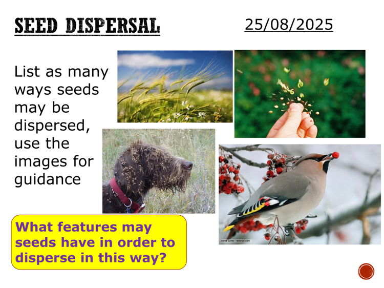 Seed dispersal - complete lesson (KS3)