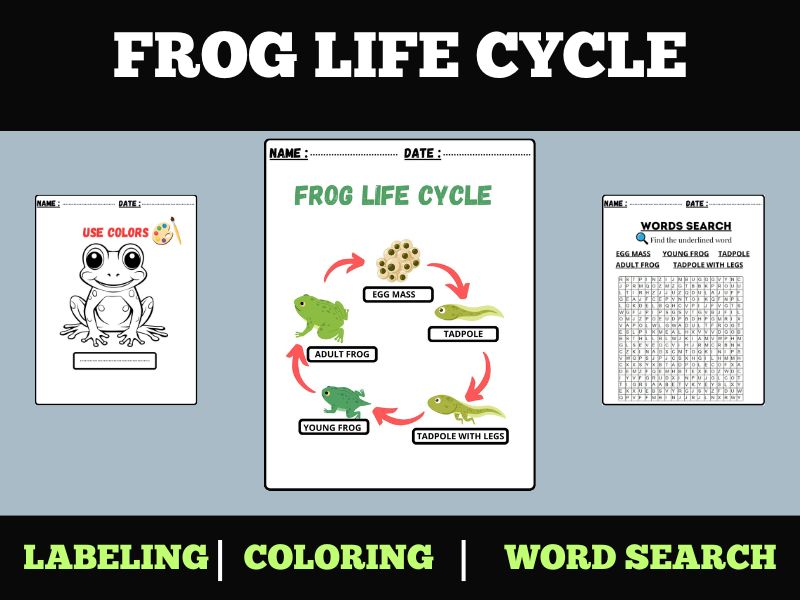 Frog Life Cycle | Labeling, Coloring, and Word Search Activities