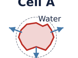 Cells - Moving Materials
