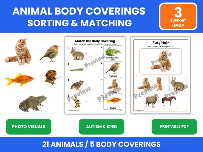 Sort Animals by Body Covering: Real Photos