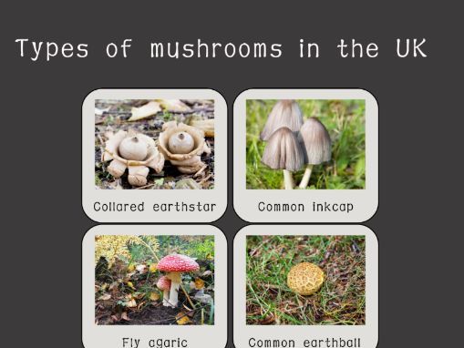 Mushroom and Fungi in the UK