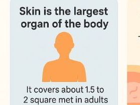 Year 7 & 8 Mathematics — Body Surface Area Worksheet