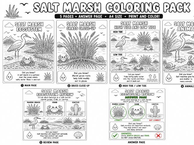 Salt Marsh Coloring Pages | Coastal Wetland Ecosystem Activities for Kids