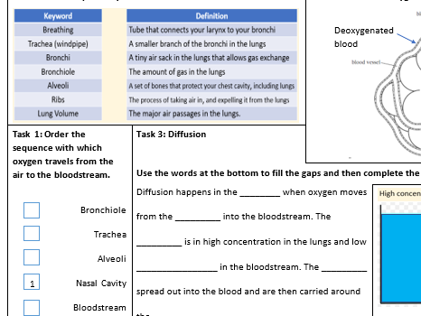 The Alveoli and Diffusion Worksheet