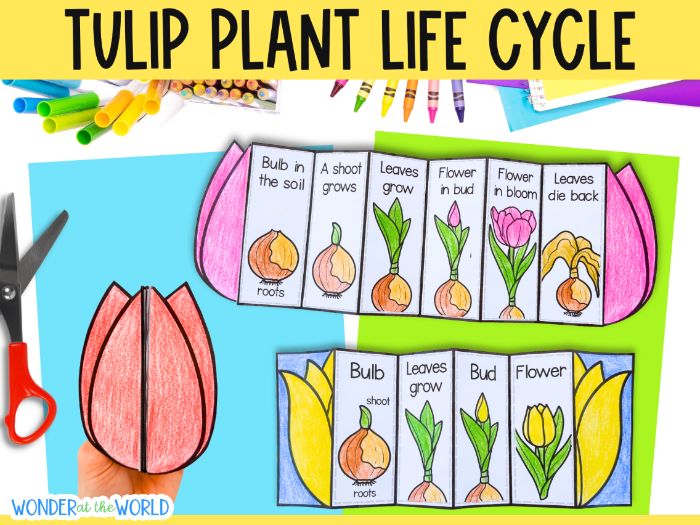 Life cycle of a tuilp flower plant sequence and fold craft activity KS1 cut and paste