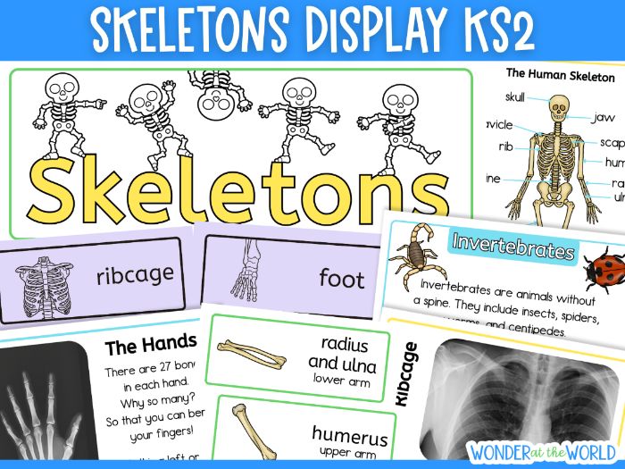 Skeletons and bones classroom science display pack with title and posters KS2