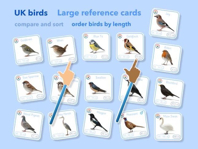 UK native bird species length measurement cards (60 birds) | EYFS, KS1 and KS2 maths & science