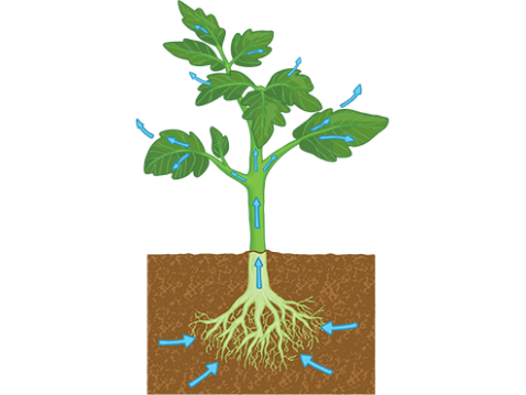 Transpiration