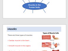 Joints and muscles and examining muscles