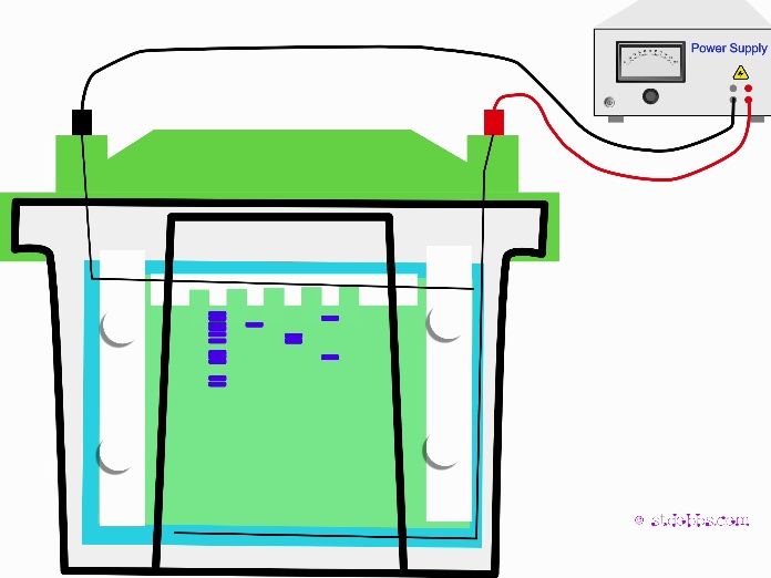 SDS polyacrylamide gel electrophoresis