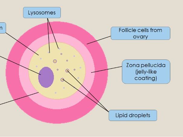 Gametes and fertilisation