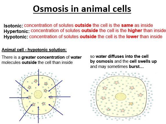 AQA GCSE Biology - B1 - Cell Structure & Transport Bundle
