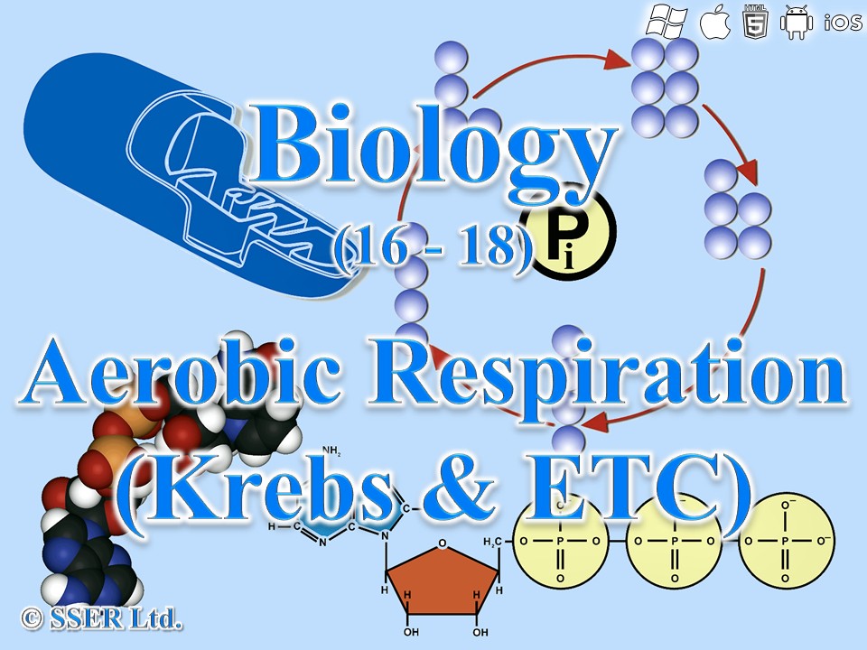 BioA_3.5.2 Respiration 3 - Aerobic Respiration, Krebs Cycle & Electron Transport Chain (ETC)