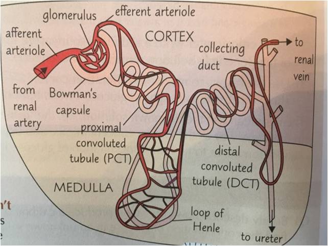 Structure and Function of Kidneys (and structure of Nephron)