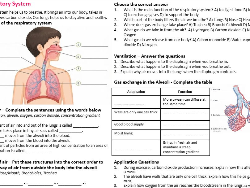 The Respiratory System Worksheet