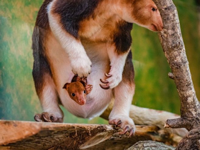 KS2 'How The Kangaroo Got Her Pouch' Story and Crossword