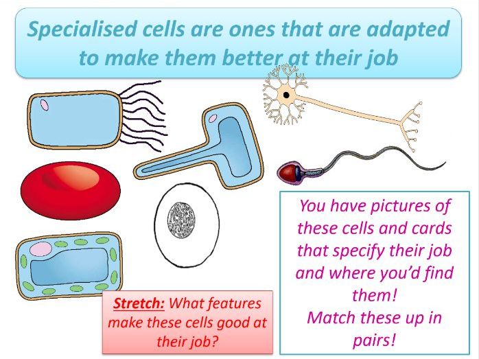 Interactive Specialised Cells Matching Activity: Adaptation & Function Study (Secondary Biology/KS3-