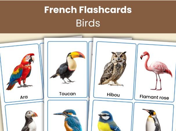 French Birds Flashcards | 28 Real Photo Vocabulary Cards