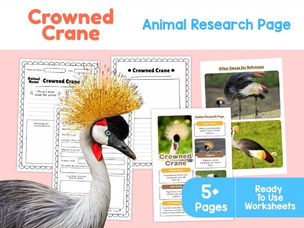 Crowned Crane Fact File | African Birds and Wetland Habitats