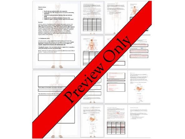 Endocrine System Labelling Worksheet (Human Biology)