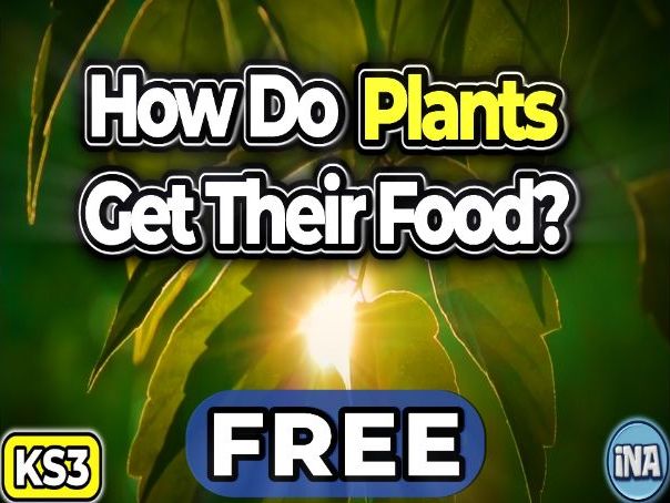 Plant Nutrition - FREE KS3 Biology Worksheet