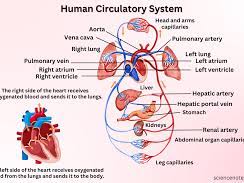 AS Level Biology - The circulatory system