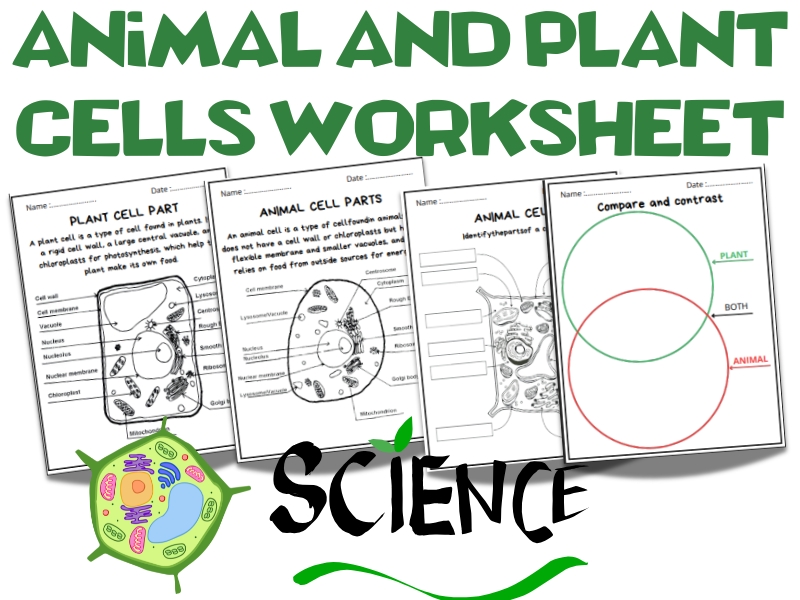 Animal and Plant Cells – Science Activity